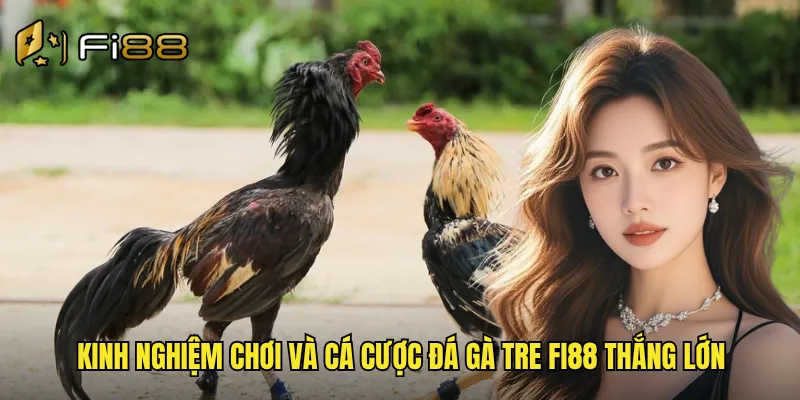 Đá Gà Tre Fi88 Giống Gà Thuần Việt Trận Đấu Kịch Tính Đầy Hấp Dẫn 3 Kinh nghiệm chơi và cá cược đá gà tre Fi88 thắng lớn