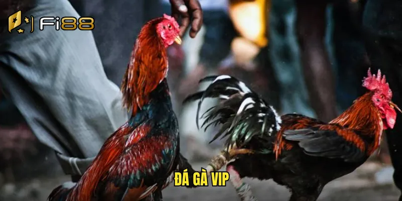 đá gà vip