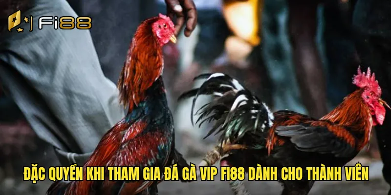 Đá Gà VIP Fi88 Phòng Chơi Riêng Tư Đẳng Cấp Dành Cho Hội Viên Cao Cấp 2 Đặc quyền khi tham gia đá gà vip Fi88 dành cho thành viên