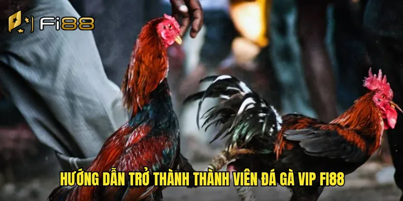 Đá Gà VIP Fi88 Phòng Chơi Riêng Tư Đẳng Cấp Dành Cho Hội Viên Cao Cấp 3 Hướng dẫn trở thành thành viên đá gà vip Fi88